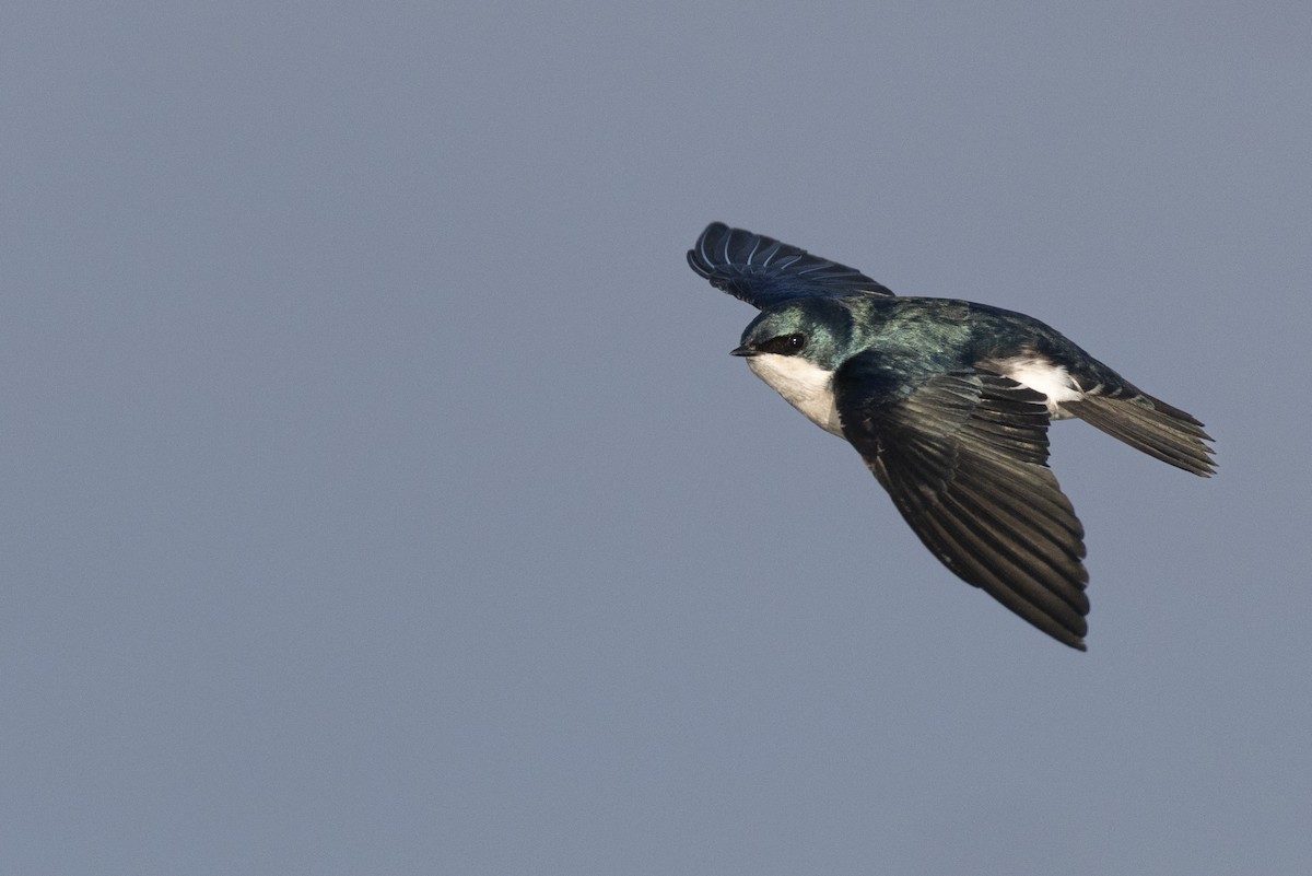 Elai kolorebikoa - ML646549078