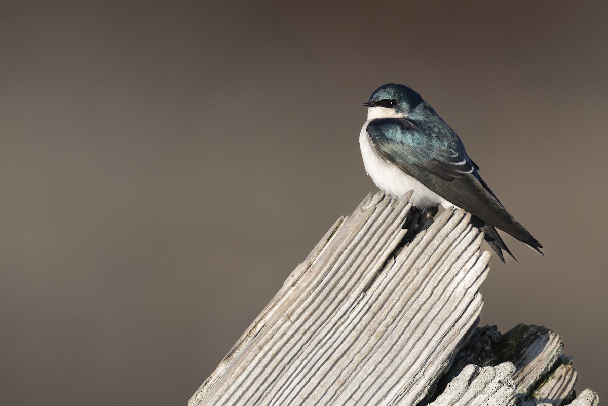 Elai kolorebikoa - ML646549079