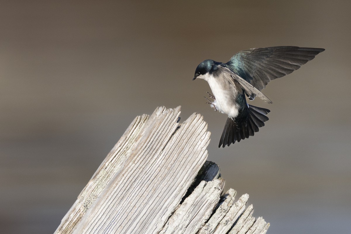 Elai kolorebikoa - ML646549081