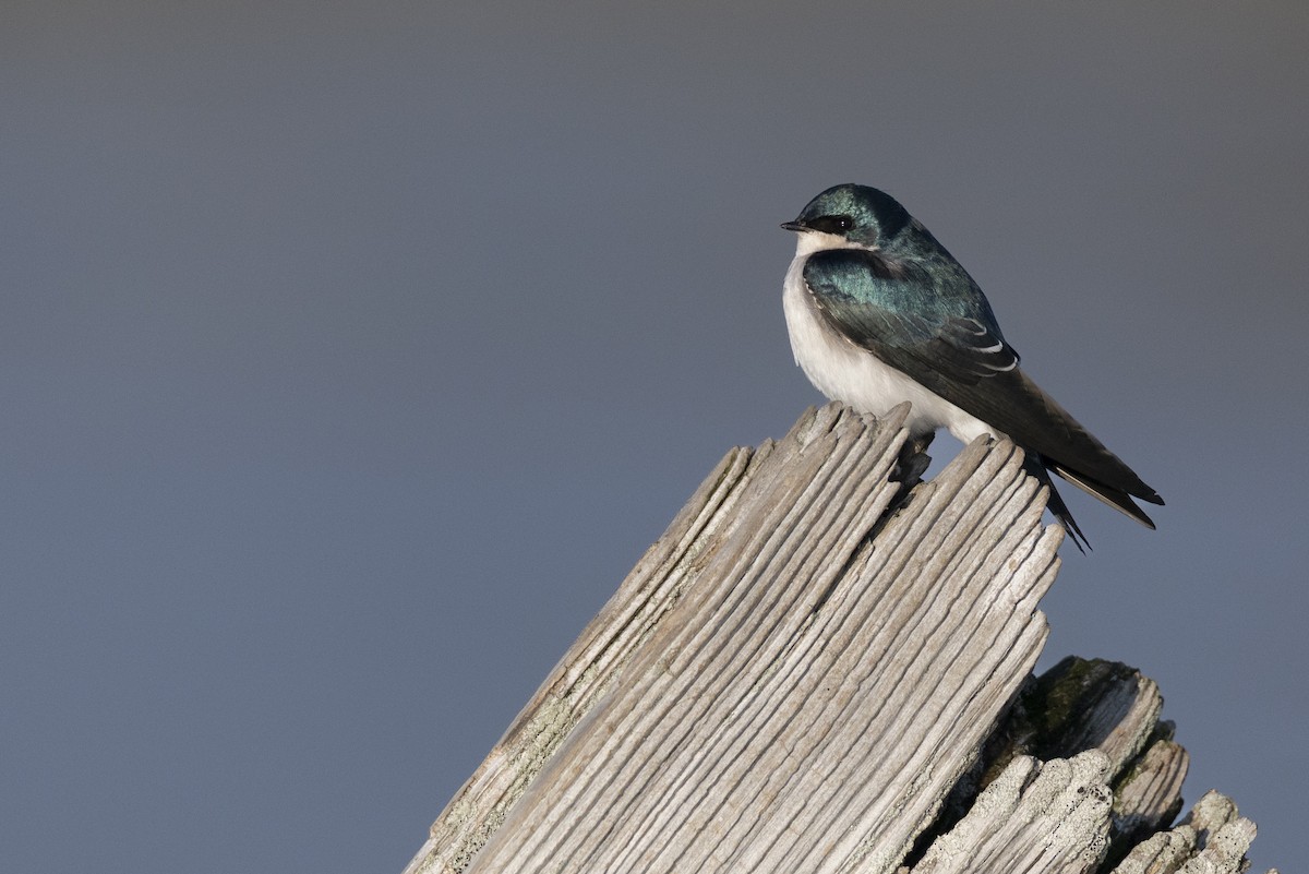 Elai kolorebikoa - ML646549082