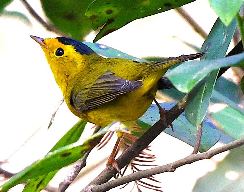 Wilson's Warbler - ML646549083
