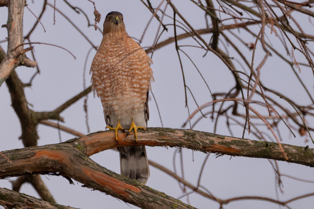 Rundschwanzhabicht - ML646549084