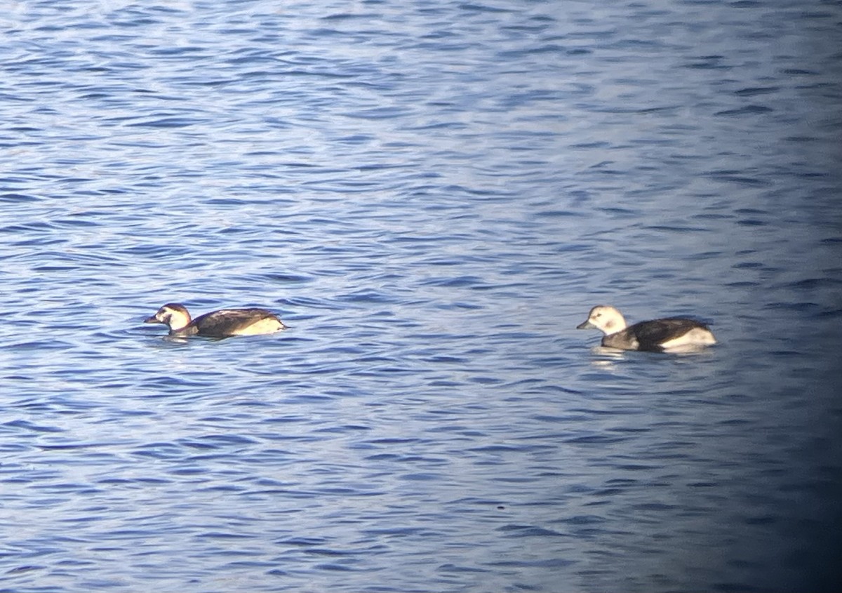 Long-tailed Duck - ML646549085