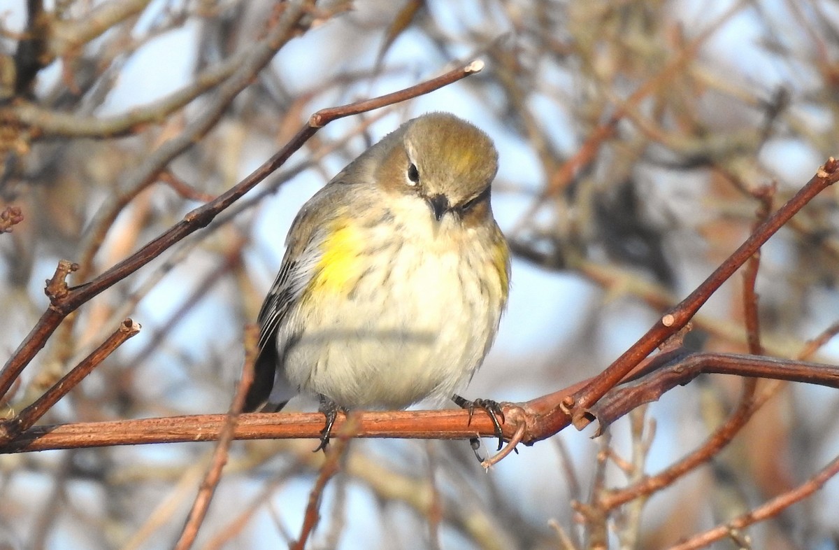 Yellow-rumped Warbler - ML646549086