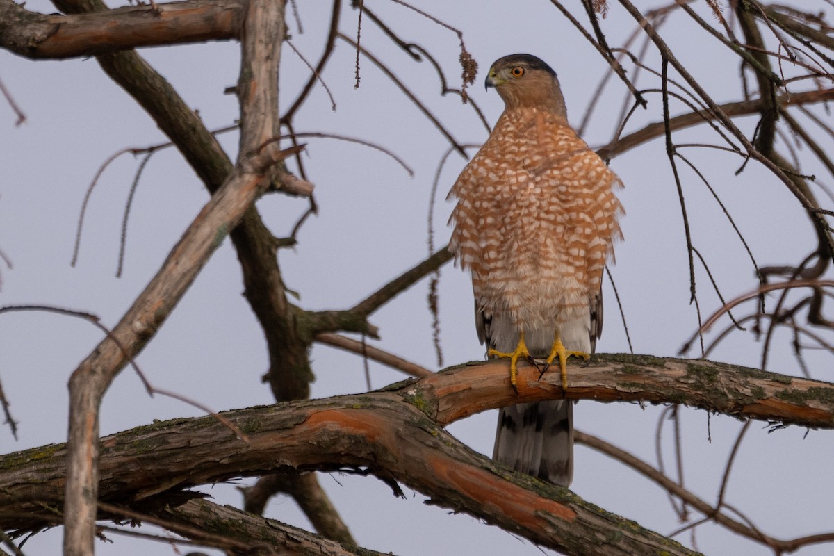 Rundschwanzhabicht - ML646549087