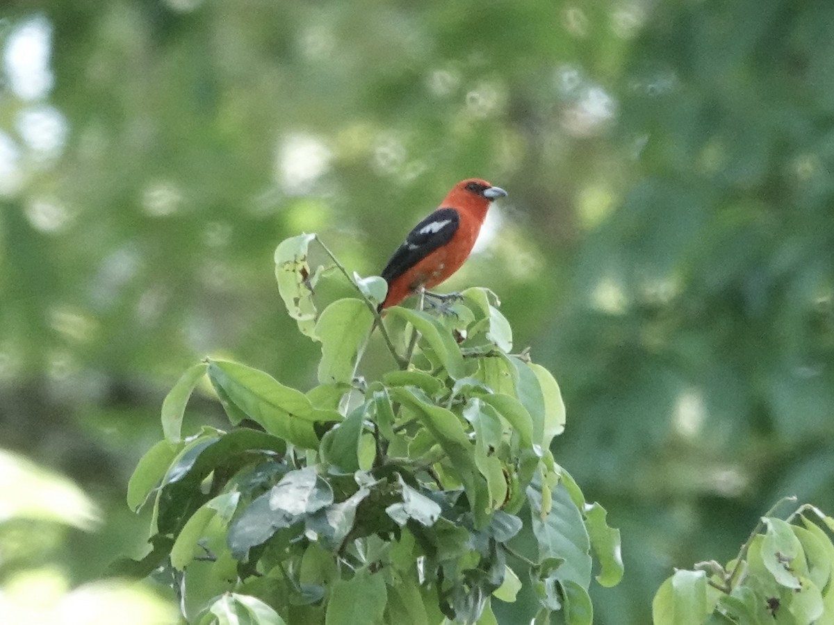 Ak Kanatlı Piranga - ML646549088