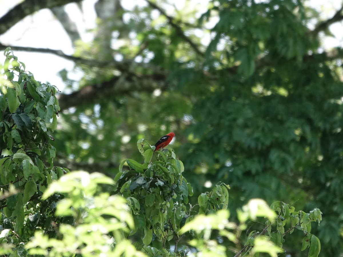 Ak Kanatlı Piranga - ML646549089