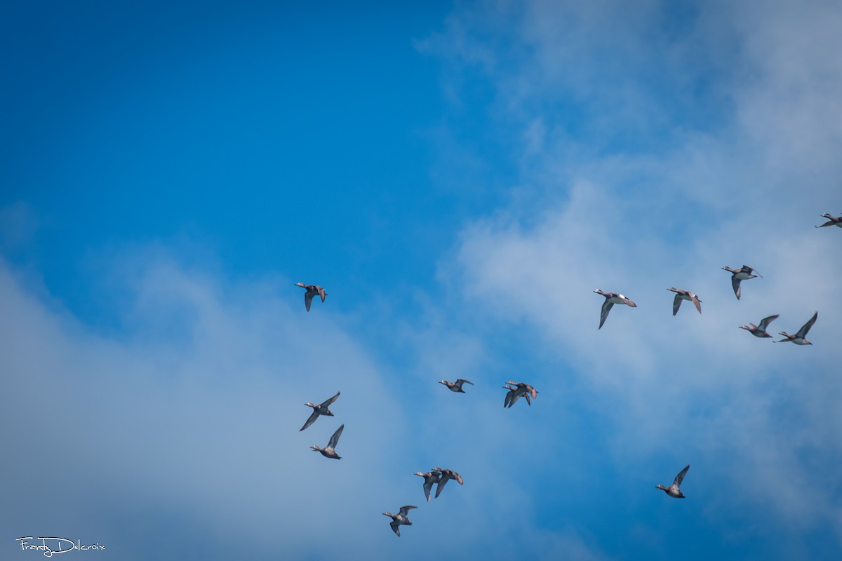 Ahate txistulari amerikarra - ML646549094