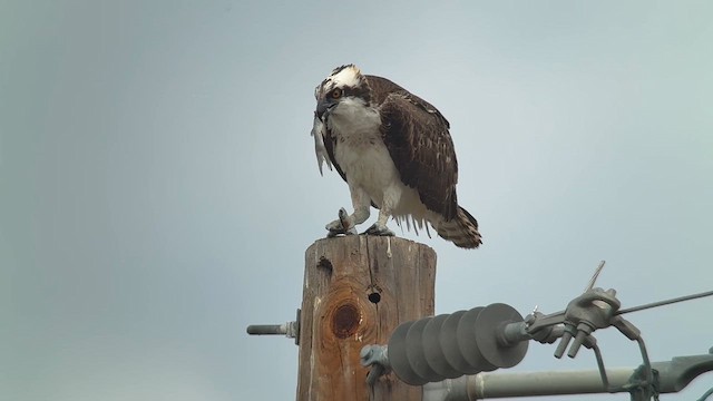 Osprey - ML646549098