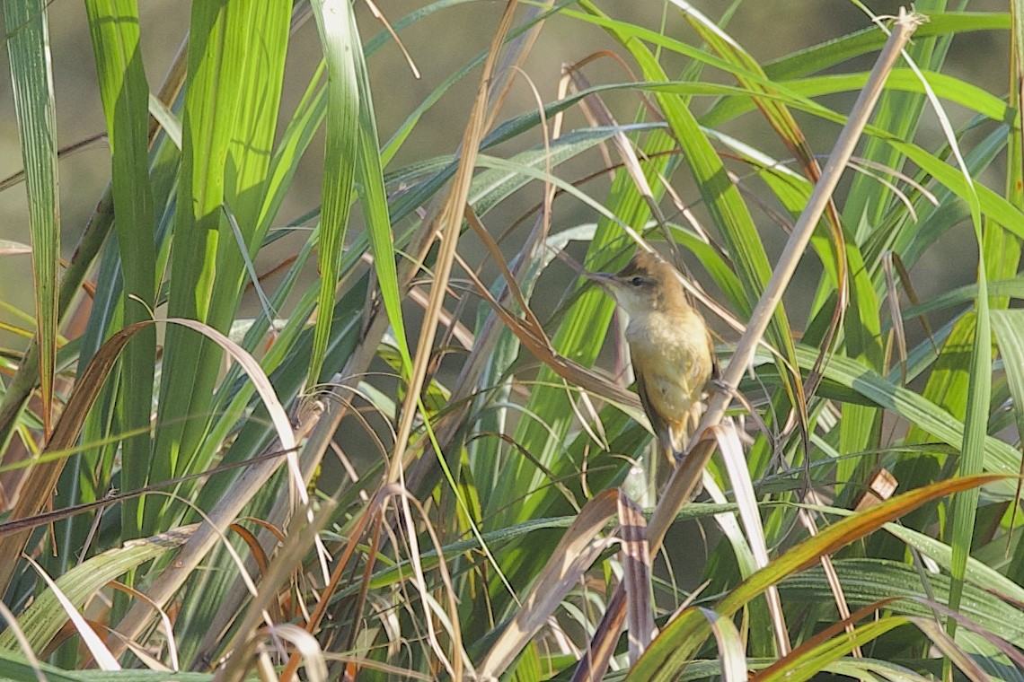 Oriental Reed Warbler - ML646549099