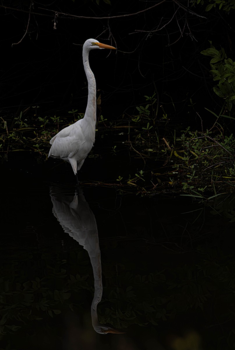 Great Egret - ML646549100