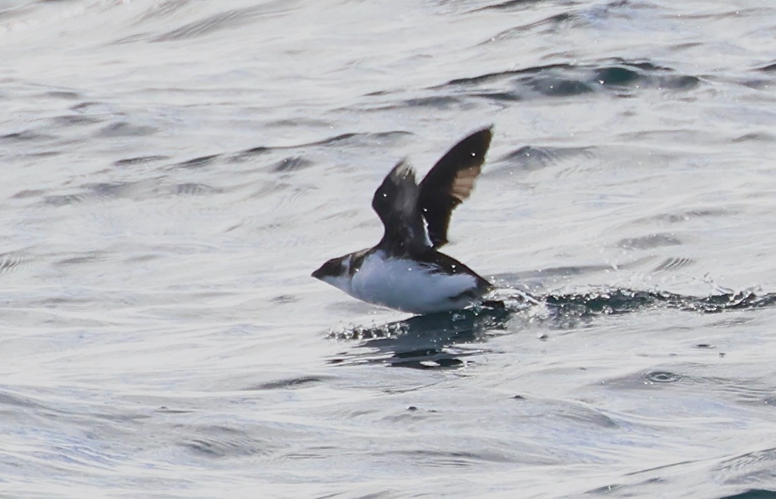אלקה גמדית - ML646549102
