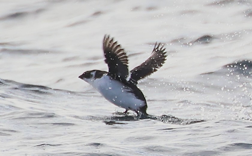אלקה גמדית - ML646549104