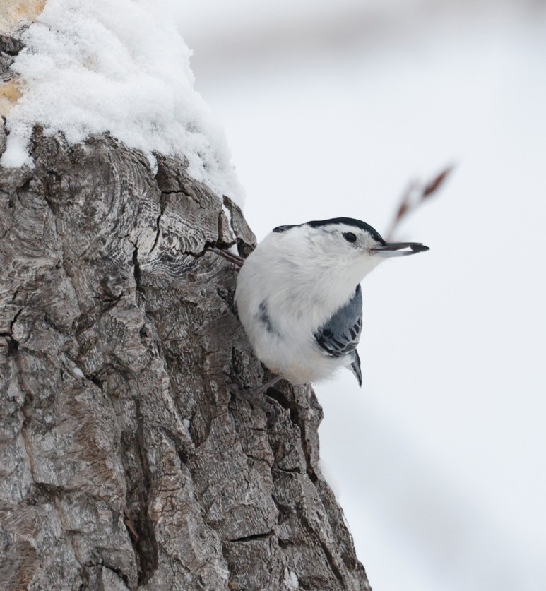 White-breasted Nuthatch - ML646549105