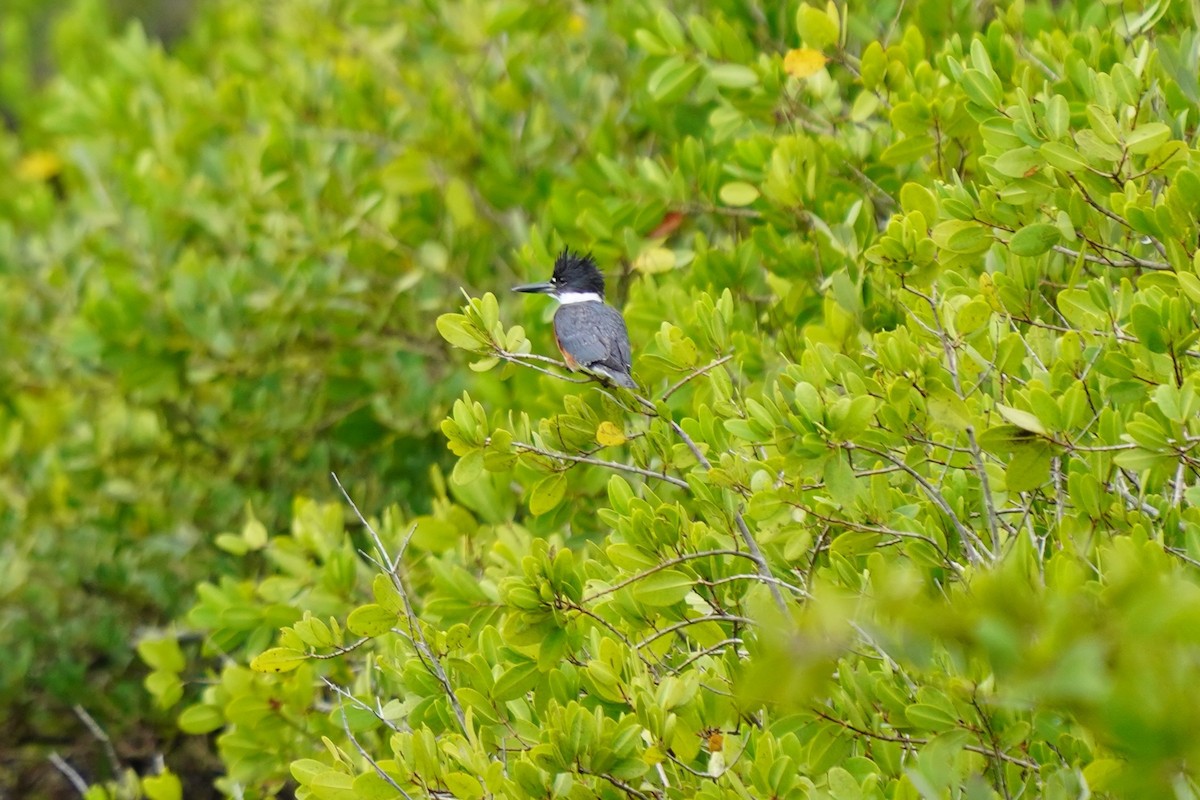 rybařík pruhoprsý - ML646549106