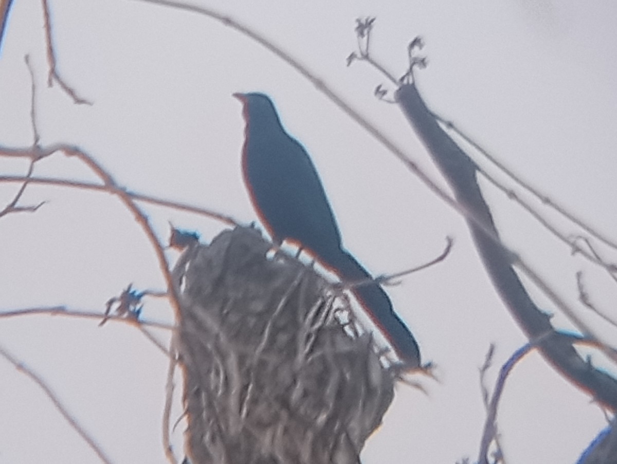 Great-tailed Grackle - ML646549109