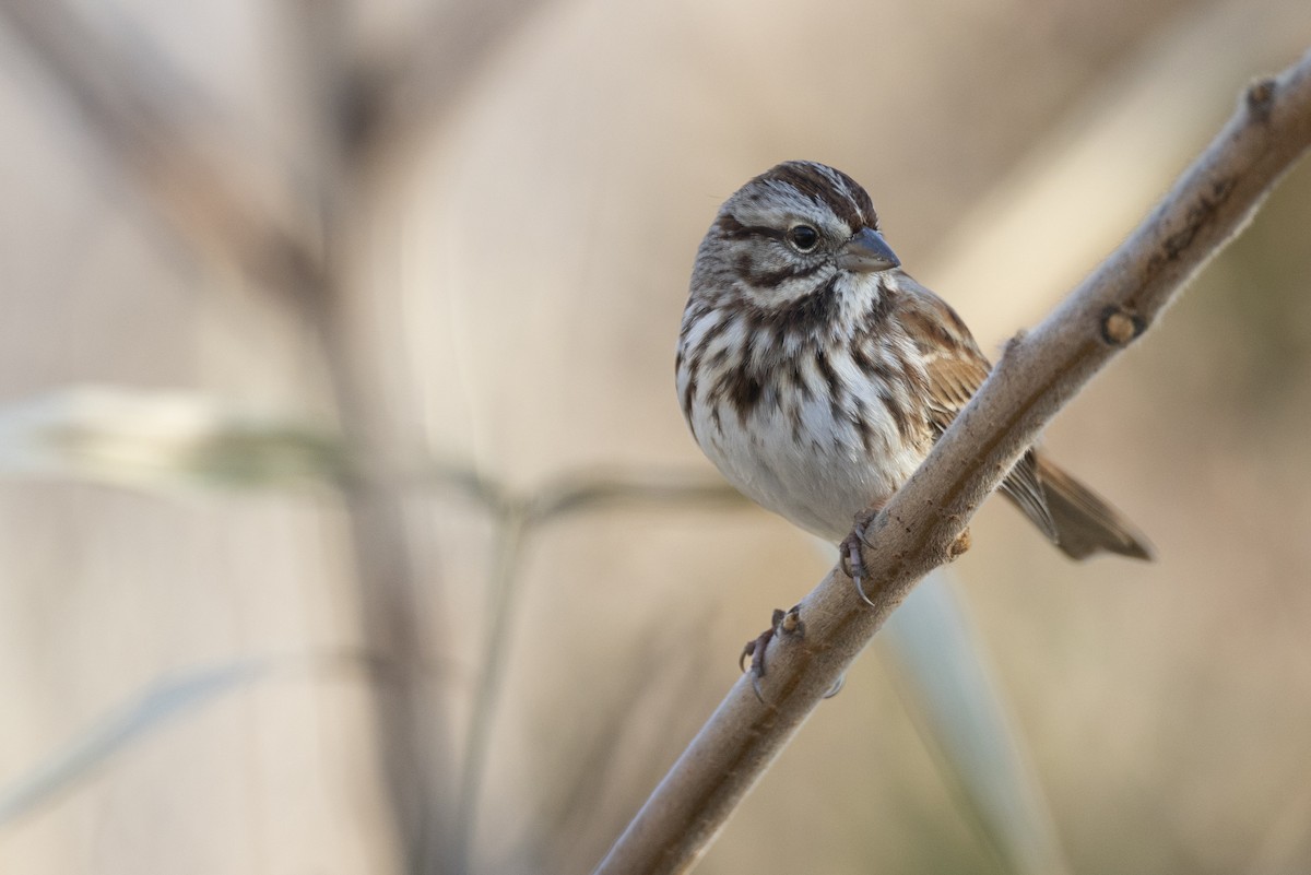 Song Sparrow (melodia/atlantica) - ML646549113