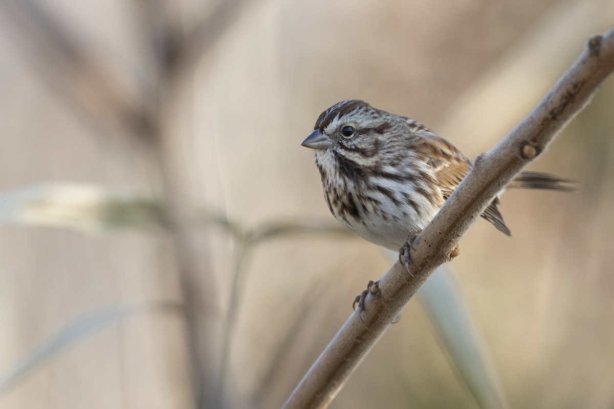 Song Sparrow (melodia/atlantica) - ML646549114