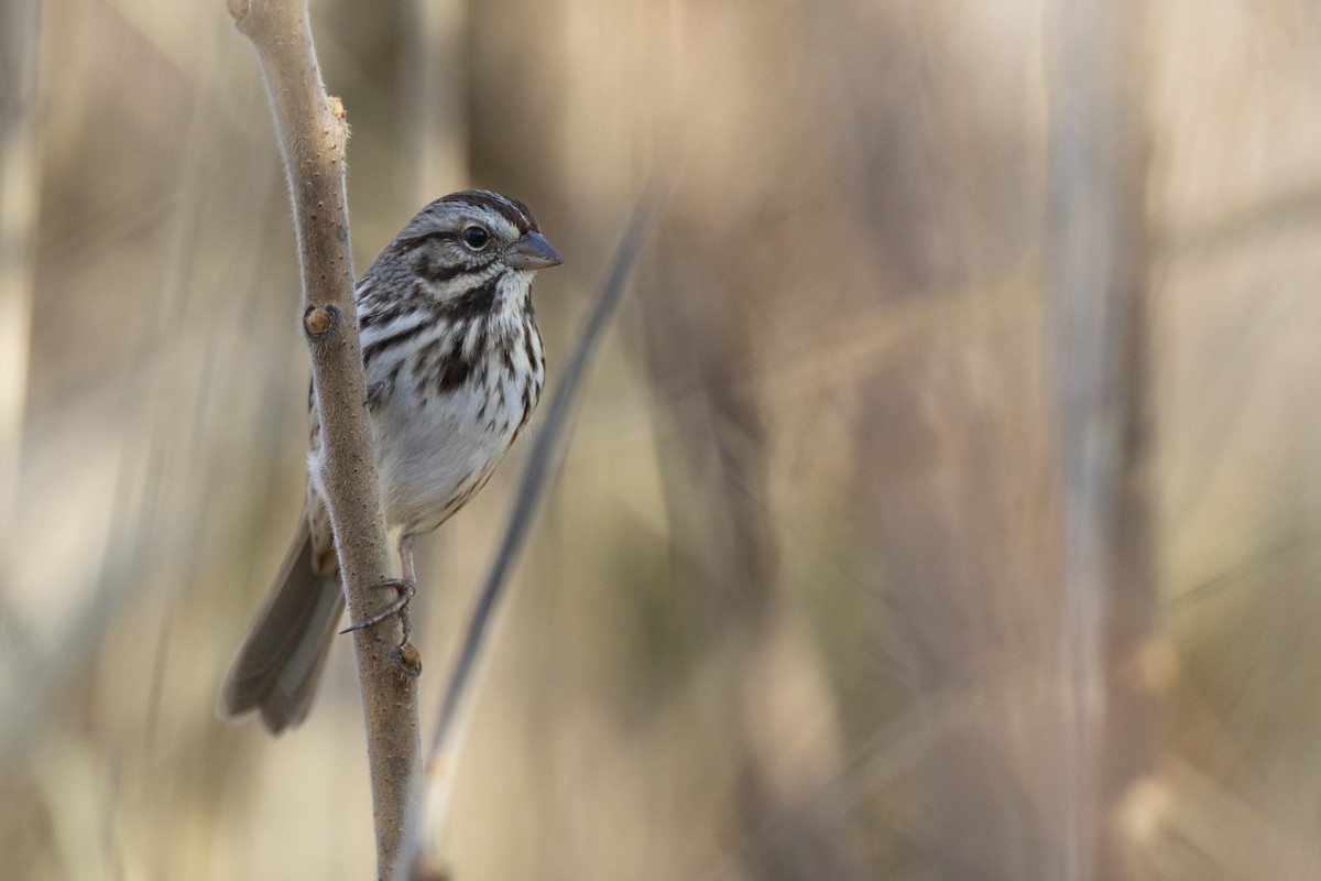 Song Sparrow (melodia/atlantica) - ML646549115