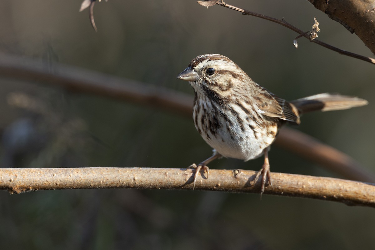 Song Sparrow (melodia/atlantica) - ML646549116