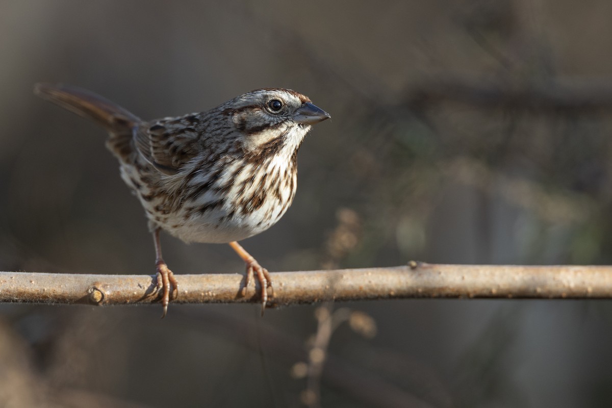 Song Sparrow (melodia/atlantica) - ML646549117
