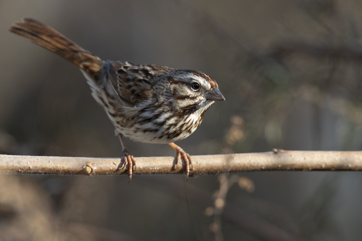 Song Sparrow (melodia/atlantica) - ML646549118