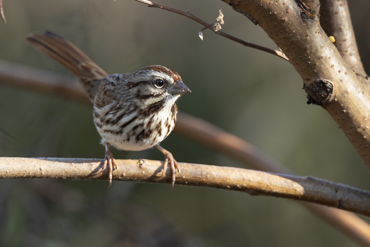 Song Sparrow (melodia/atlantica) - ML646549119