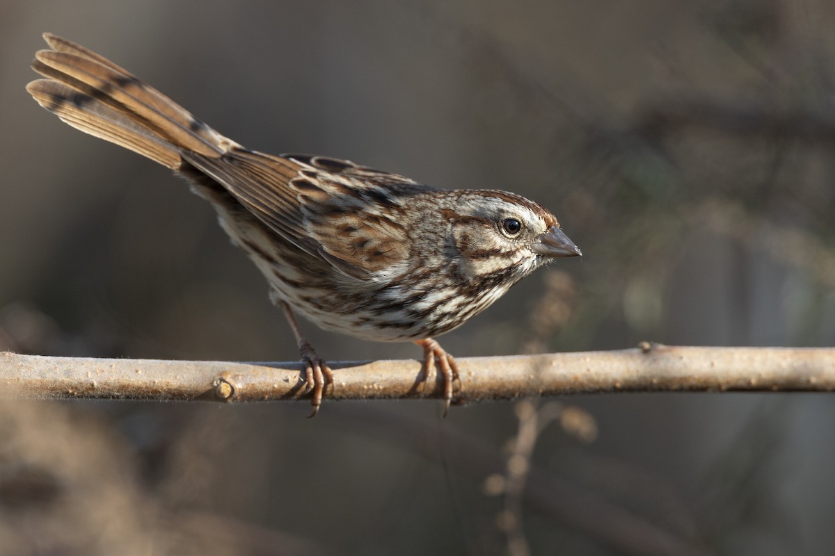 Song Sparrow (melodia/atlantica) - ML646549120