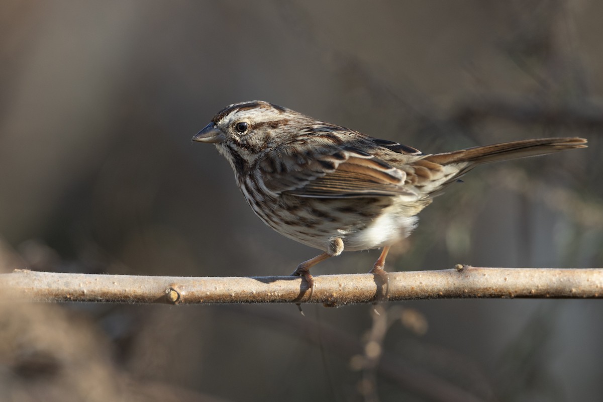 Song Sparrow (melodia/atlantica) - ML646549121