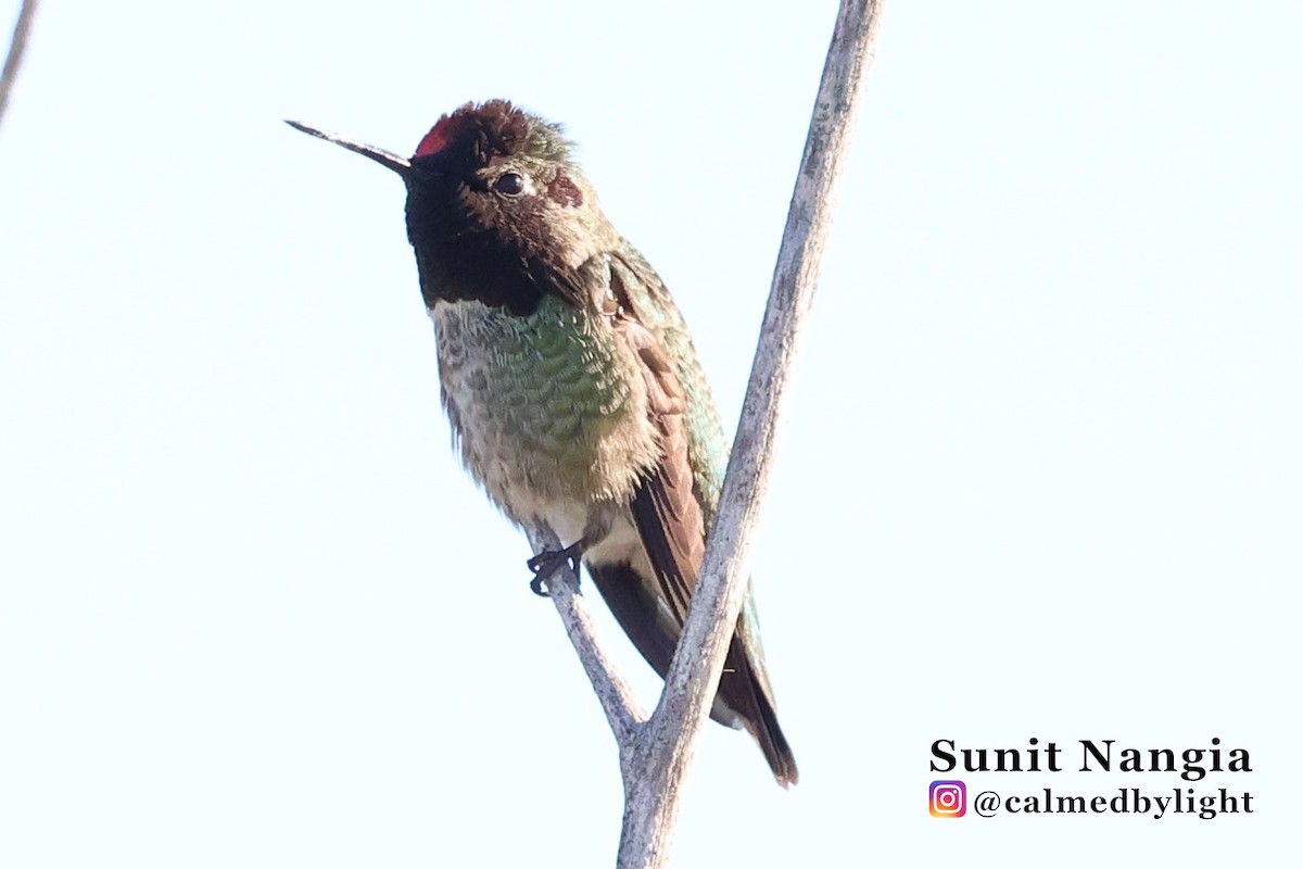 Anna's Hummingbird - ML646549122