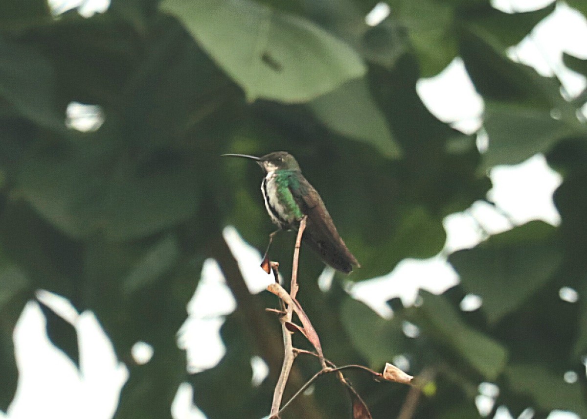 Schwarzbrust-Mangokolibri - ML646549123