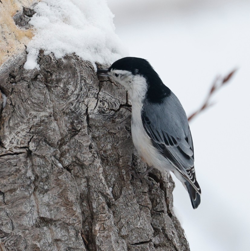 White-breasted Nuthatch - ML646549129