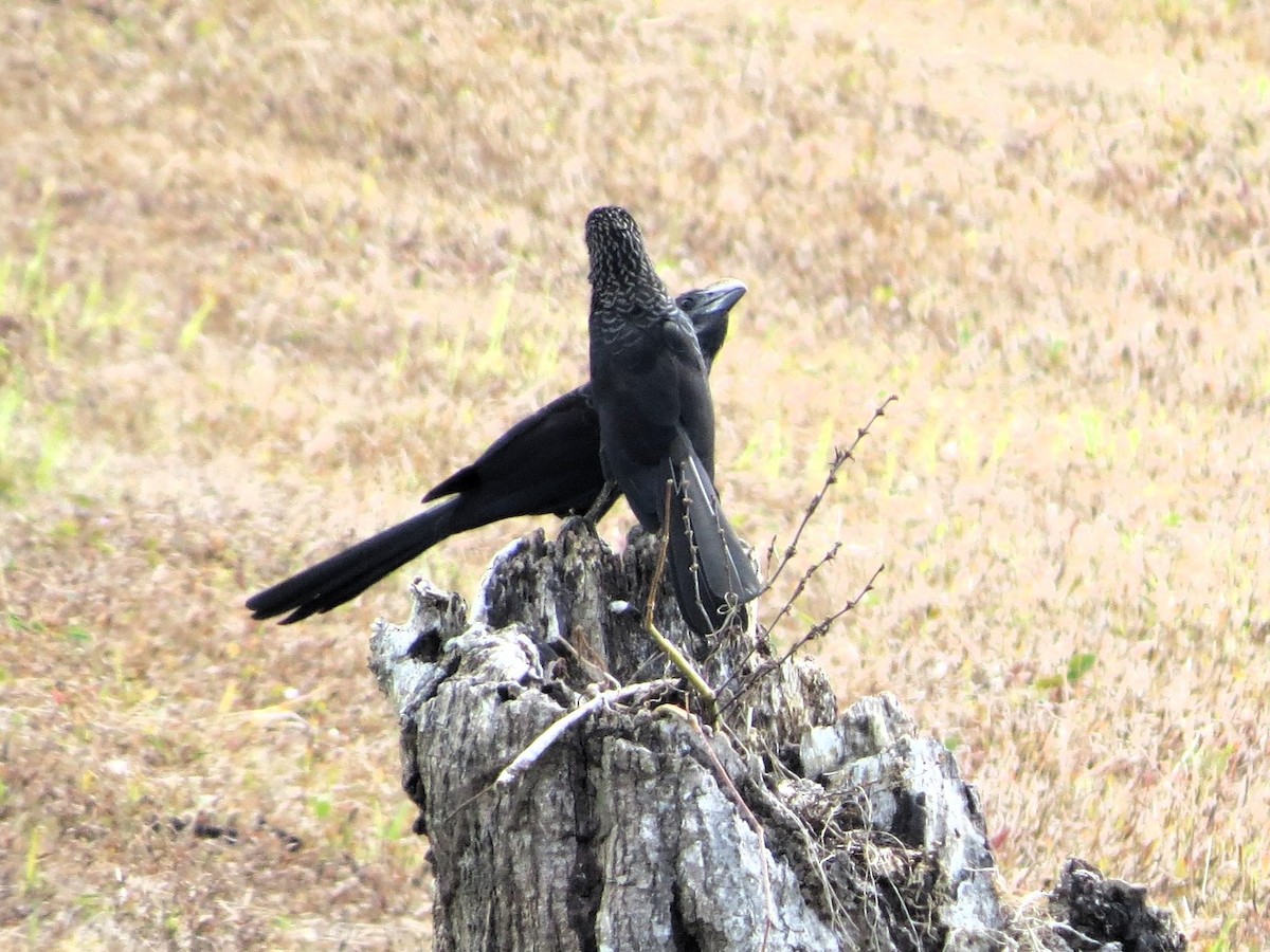 glattnebbani - ML646549135