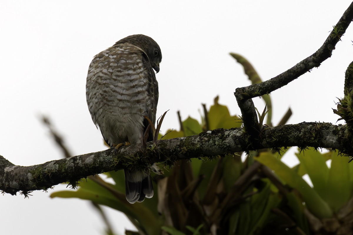 Канюк ширококрилий - ML646549139