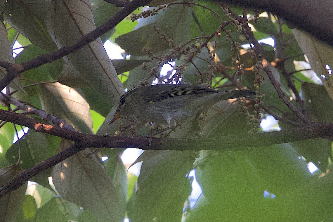 Arctic Warbler - ML646549143
