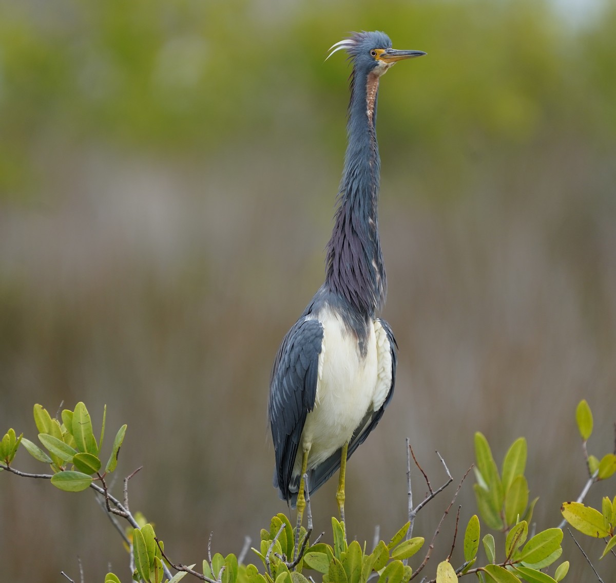 volavka tříbarvá - ML646549151