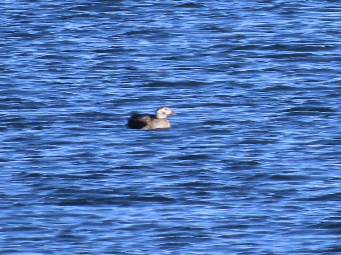 Мөнгөлөг шунгаахай - ML646549154