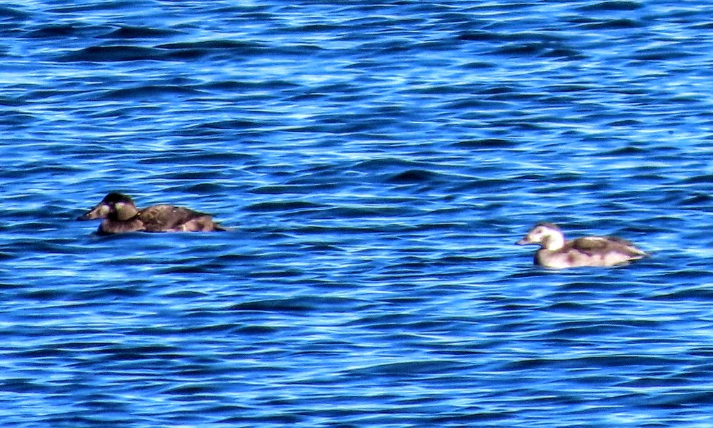 Мөнгөлөг шунгаахай - ML646549156