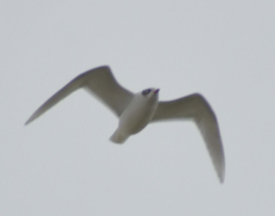 Mediterranean Gull - ML646549157