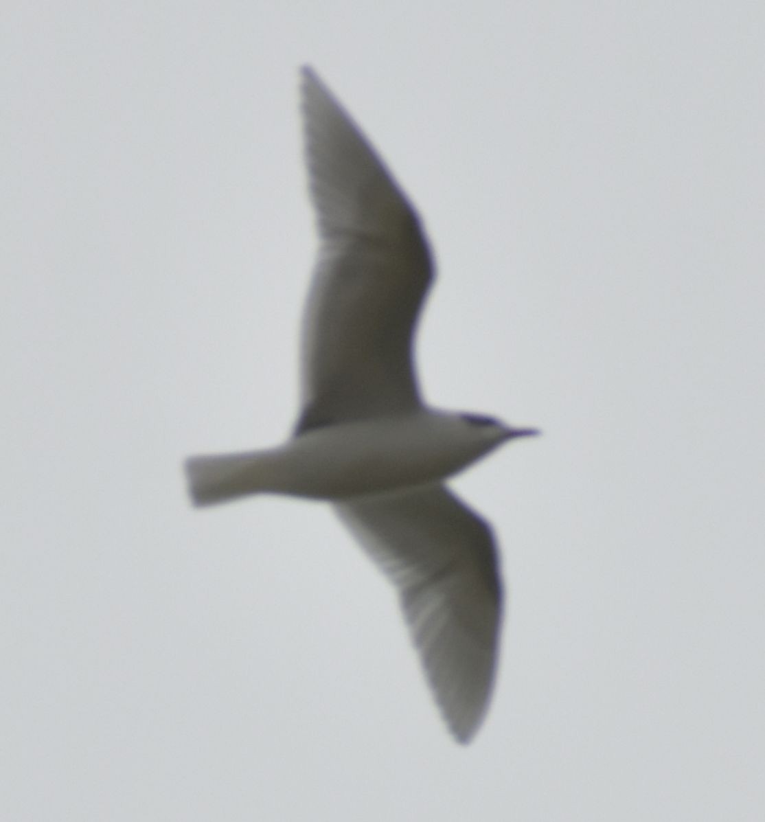 Mediterranean Gull - ML646549158