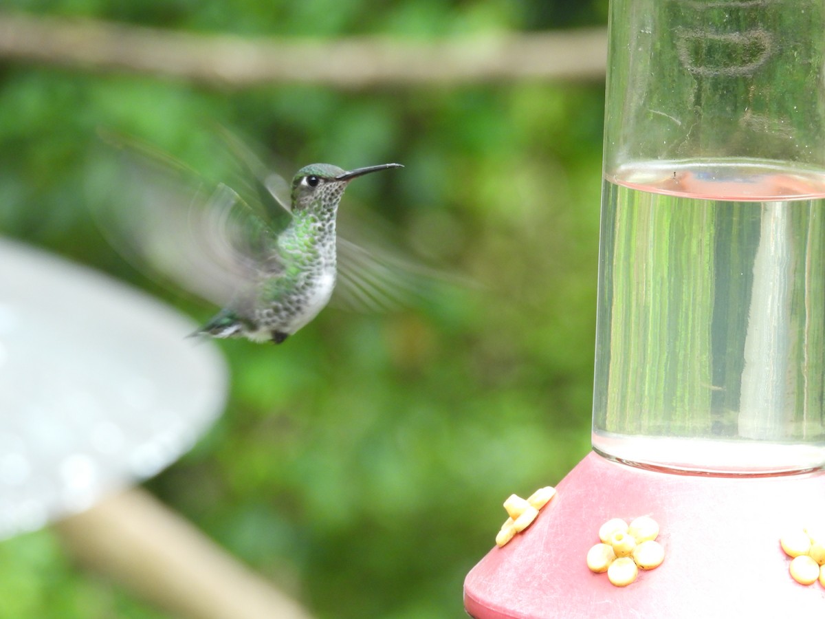 Colibri grivelé - ML646549159