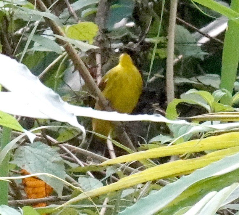 Black-capped Bulbul - ML646549161