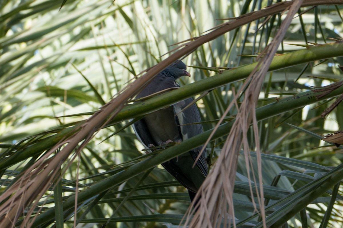 Paloma Torcaz - ML646549163