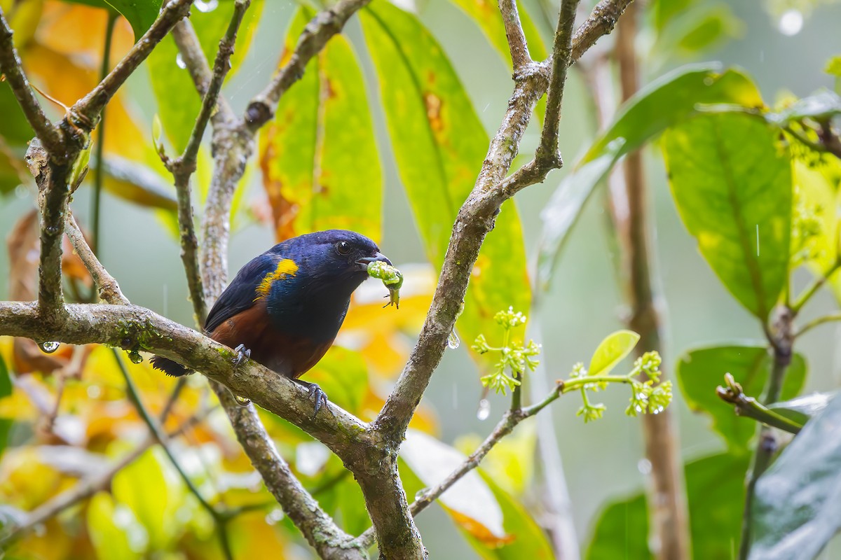 Каштановобрюхая эуфония - ML646549164