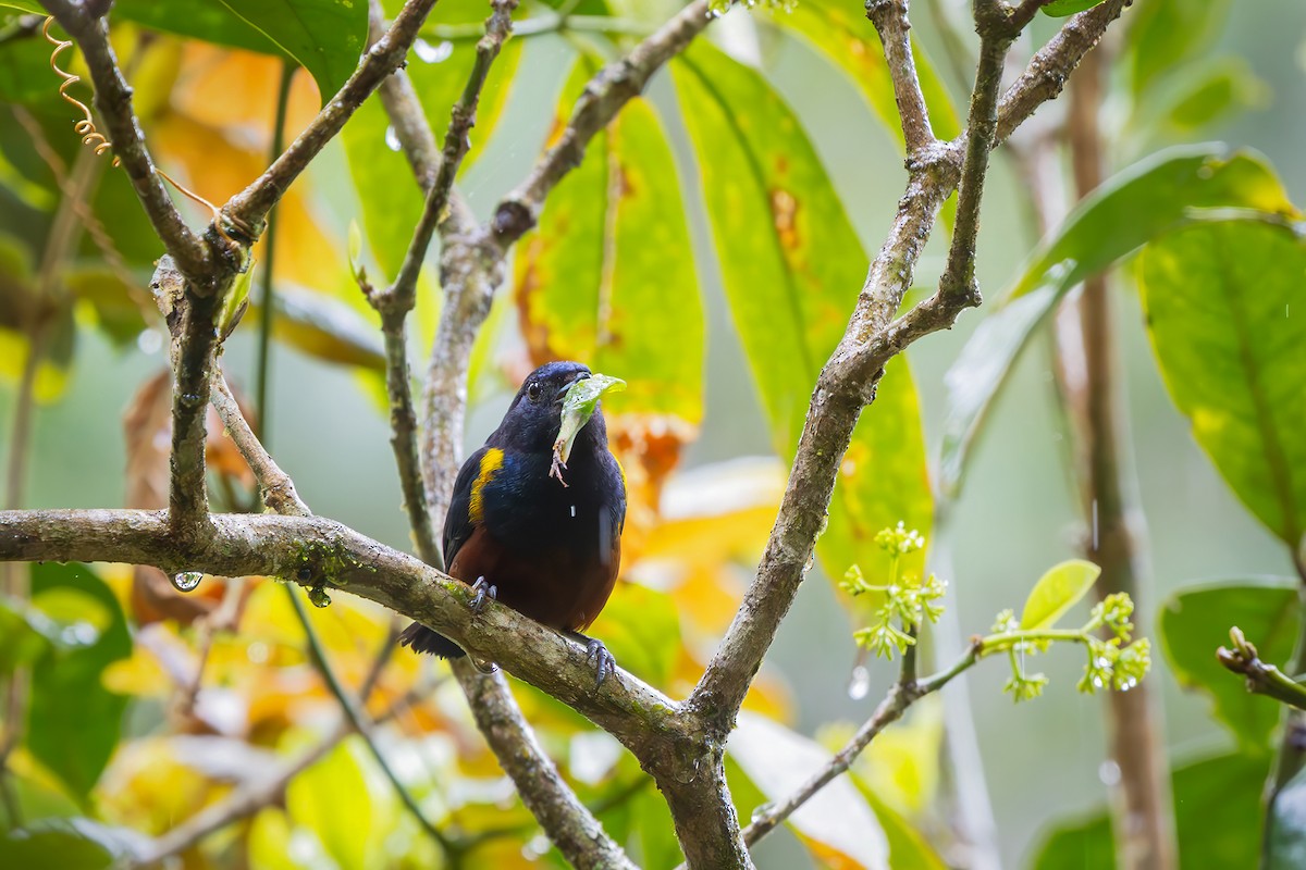 Braunbauchorganist - ML646549165