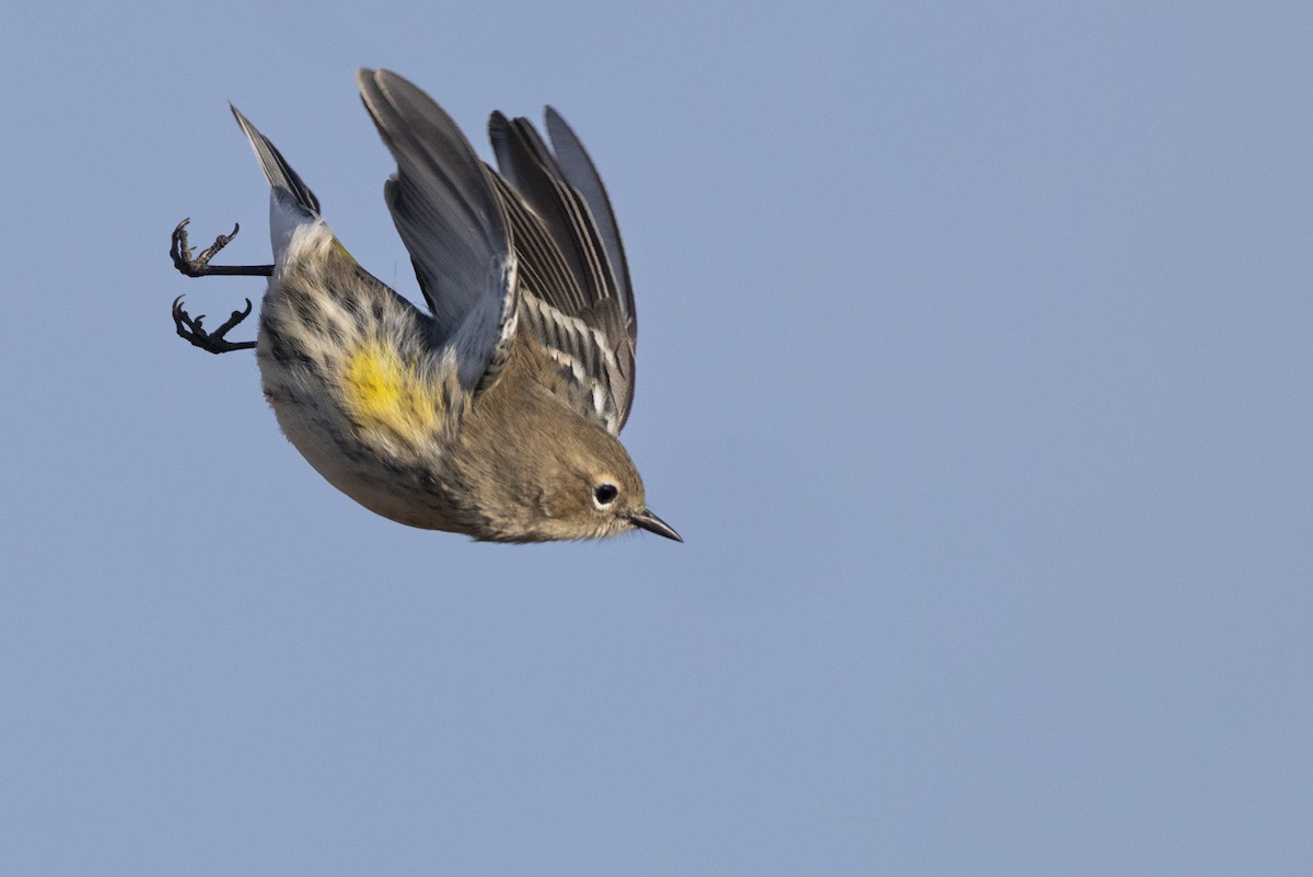 Yellow-rumped Warbler (Myrtle) - ML646549167