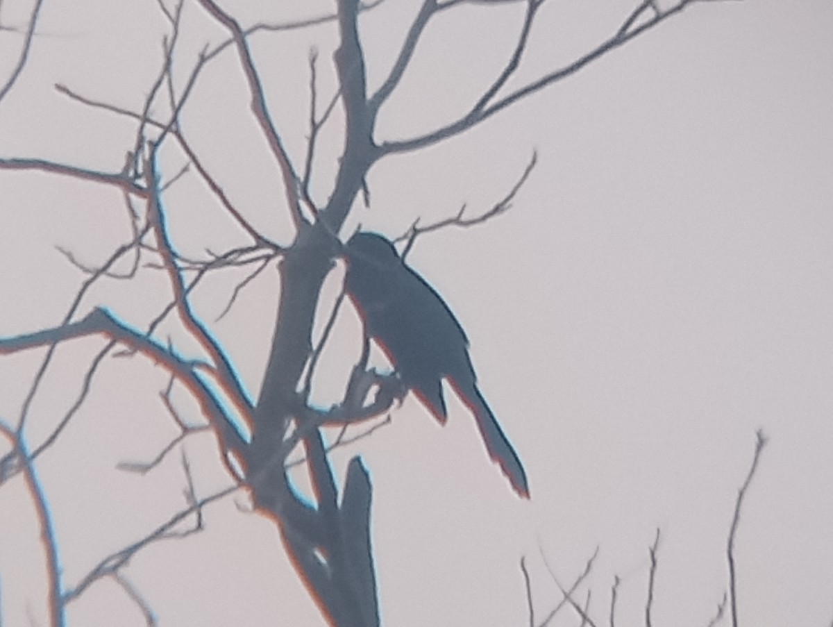 Great-tailed Grackle - ML646549168