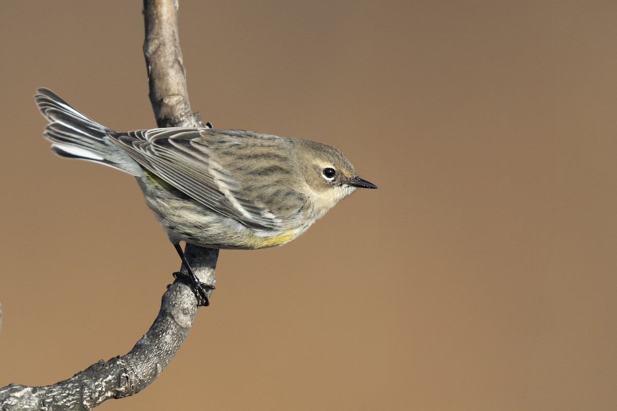 Yellow-rumped Warbler (Myrtle) - ML646549169