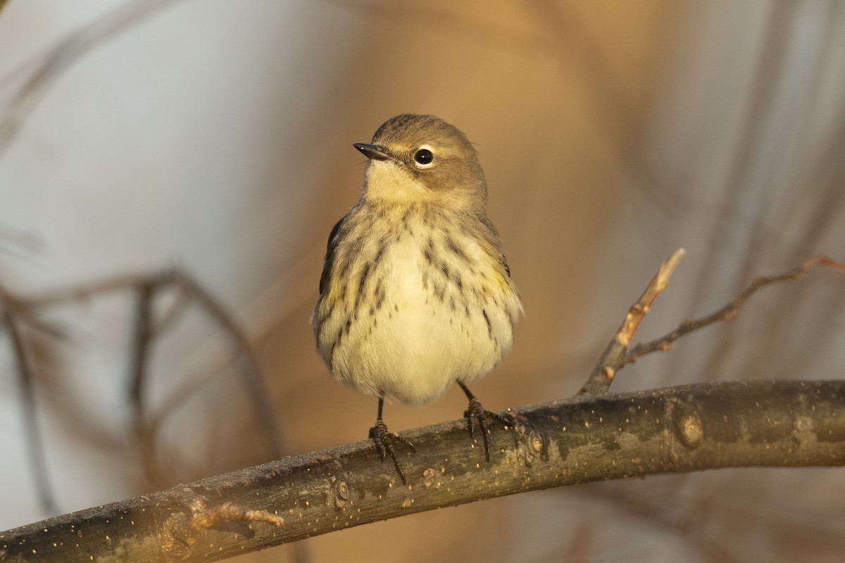 Yellow-rumped Warbler (Myrtle) - ML646549170