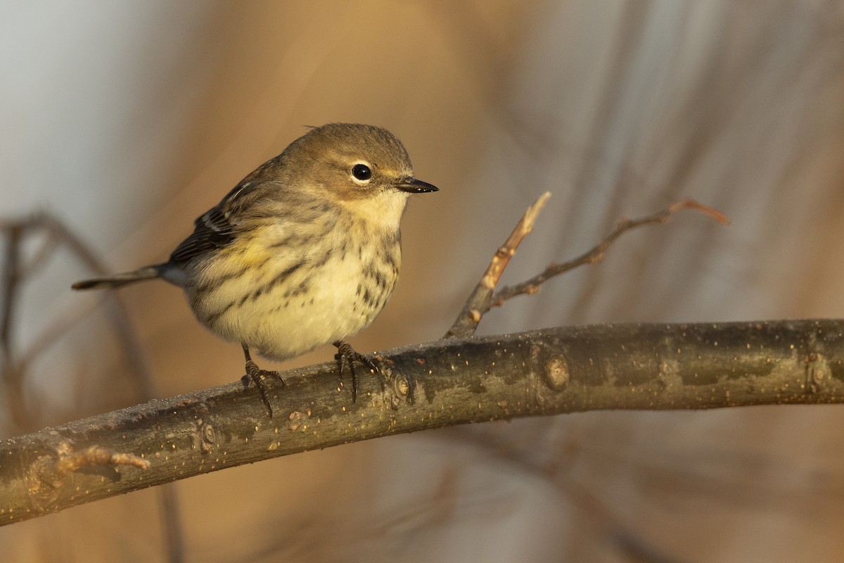 Yellow-rumped Warbler (Myrtle) - ML646549171
